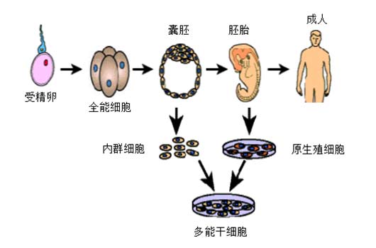 干細胞技術(shù)