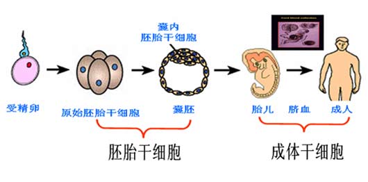 干細胞技術(shù)